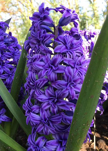 Hyacinthus Chrystal Palace