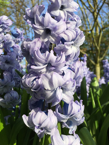 Hyacinthus General Kohler