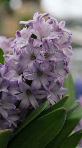 Hyacinthus Growers Rainbow