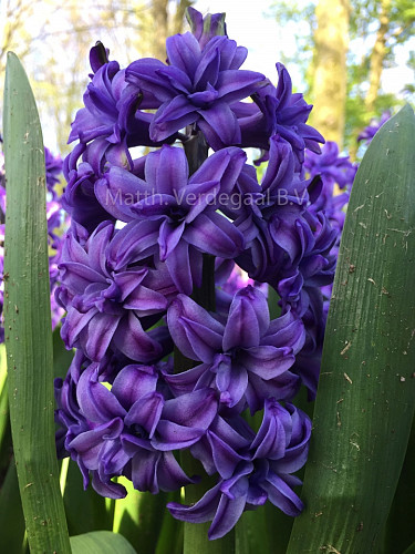 Hyacinthus Lily Purple