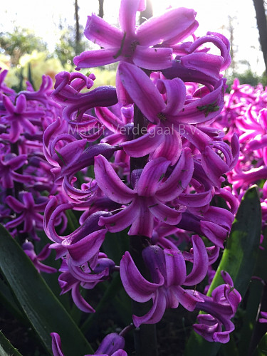 Hyacinthus Paul Herman