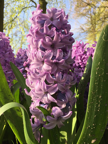 Hyacinthus Purple Star