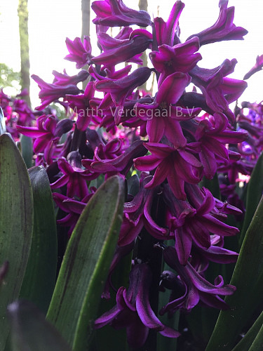Hyacinthus Showmaster