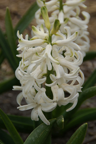 Hyacinthus White Pearl
