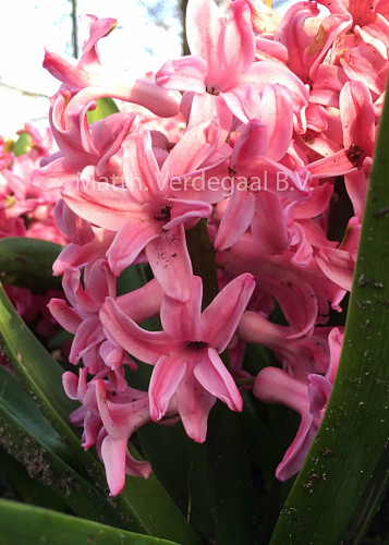 Hyacinthus Prince Rose