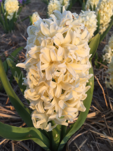 Hyacinthus Bonbini