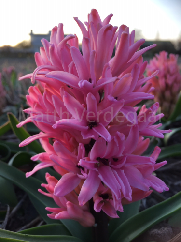 Hyacinthus Ida