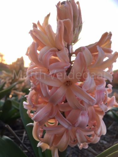 Hyacinthus Orange Lion