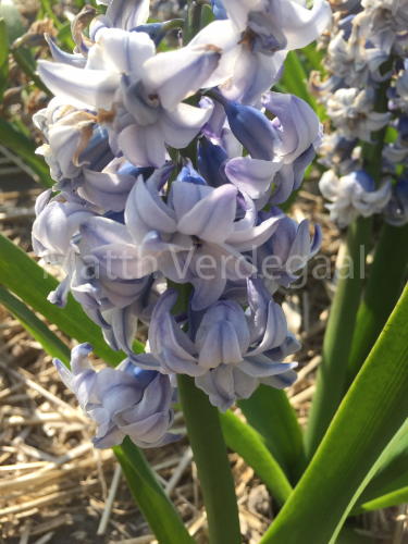 Hyacinthus King Codro