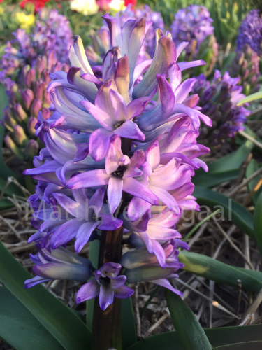 Hyacinthus Chicago
