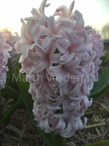 Hyacinthus City of Bradford