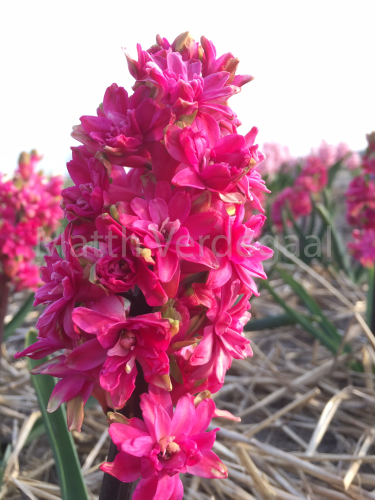 Hyacinthus Red Diamond